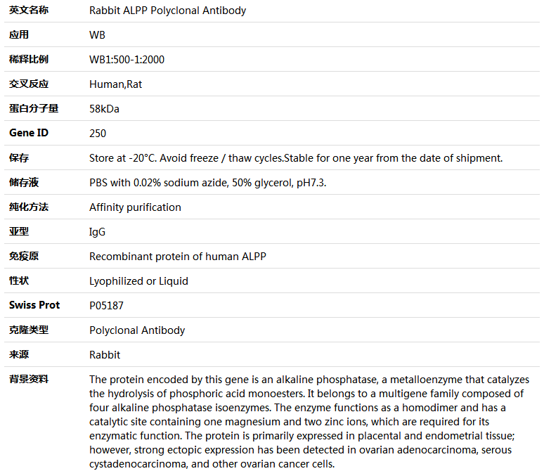 ALPP Antibody,索莱宝,K004454P-100ul