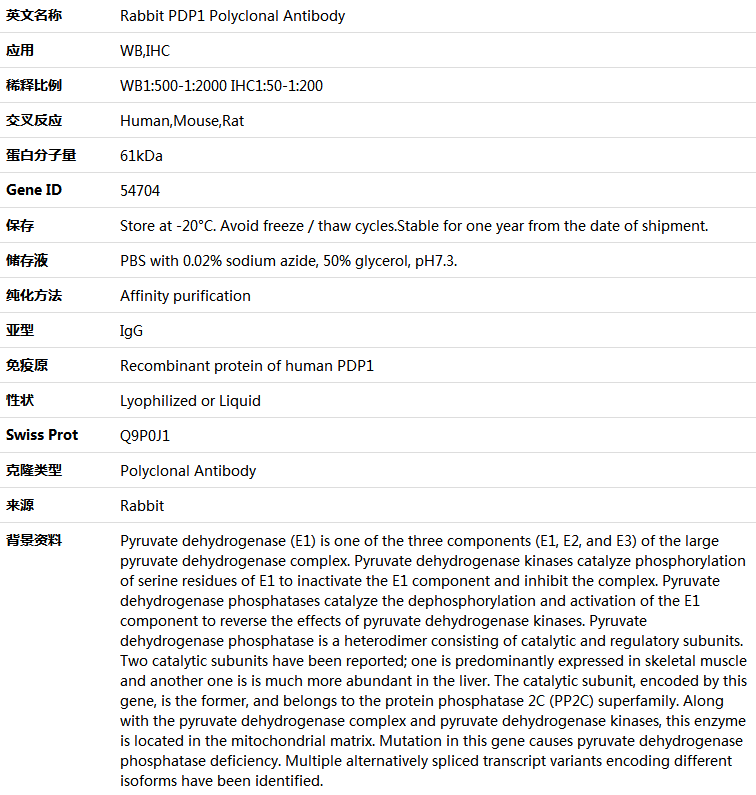 PDP1 Antibody,索莱宝,K004444P-100ul