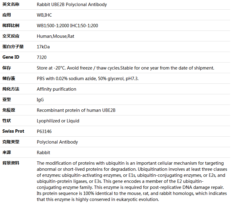 UBE2B Antibody,索莱宝,K004433P-100ul
