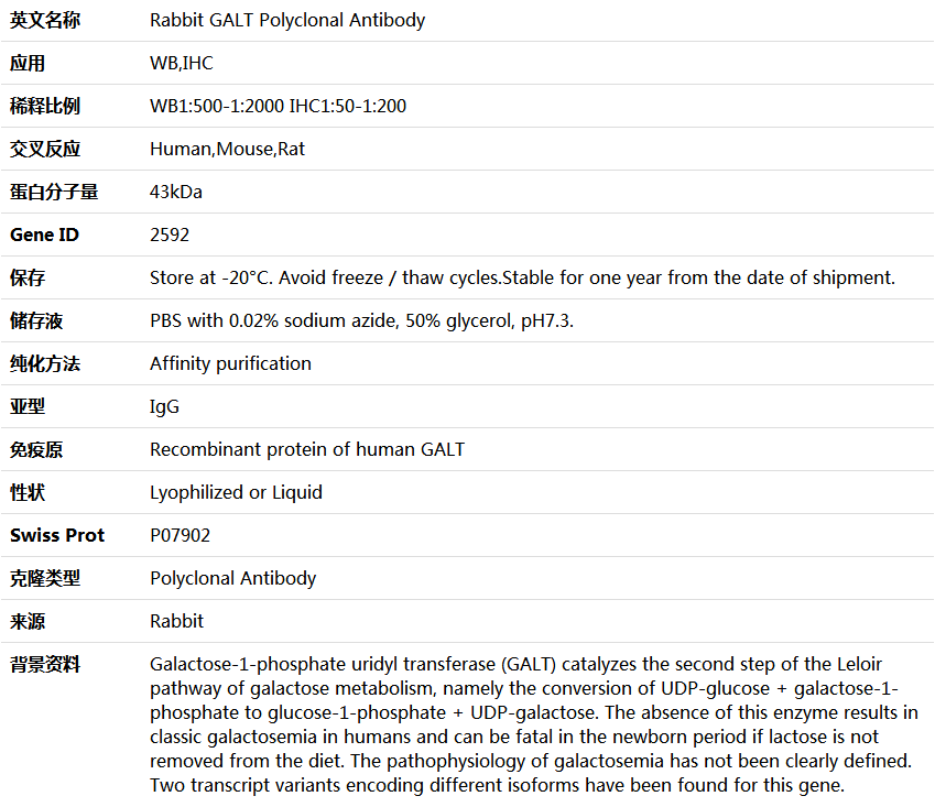 GALT Antibody,索莱宝,K004411P-100ul