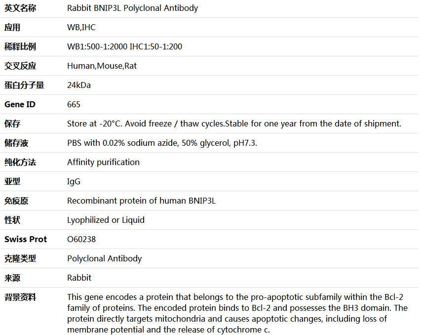 BNIP3L Antibody,索莱宝,K004407P-100ul