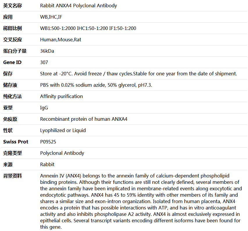 ANXA4 Antibody,索莱宝,K004405P-100ul