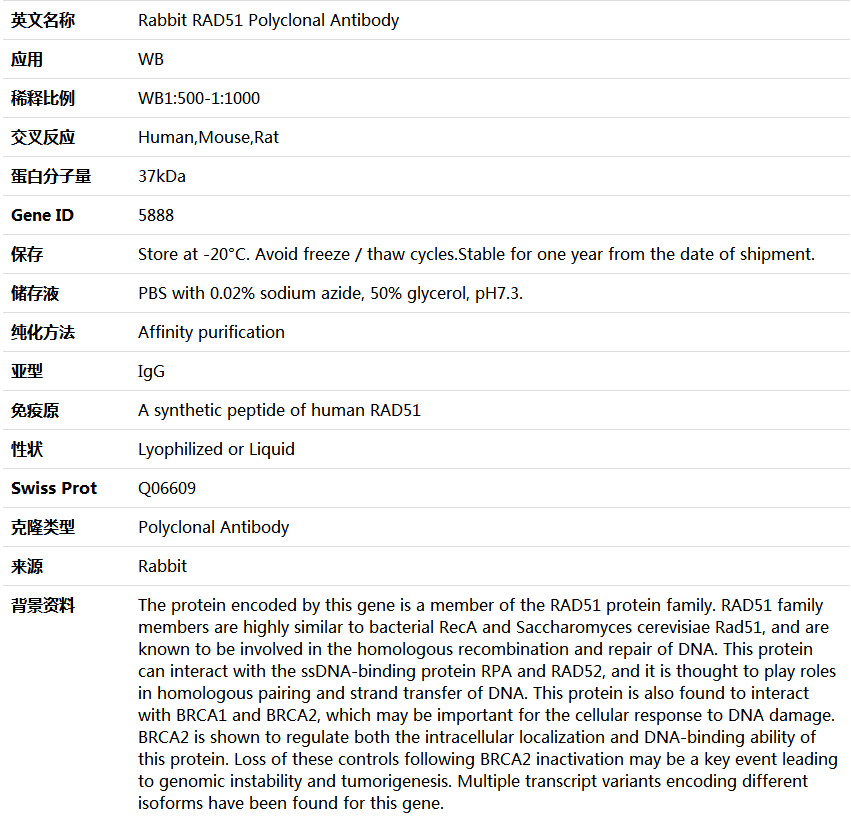 RAD51 Antibody,索莱宝,K004401P-100ul