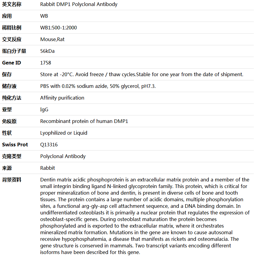 DMP1 Antibody,索莱宝,K004392P-30ul