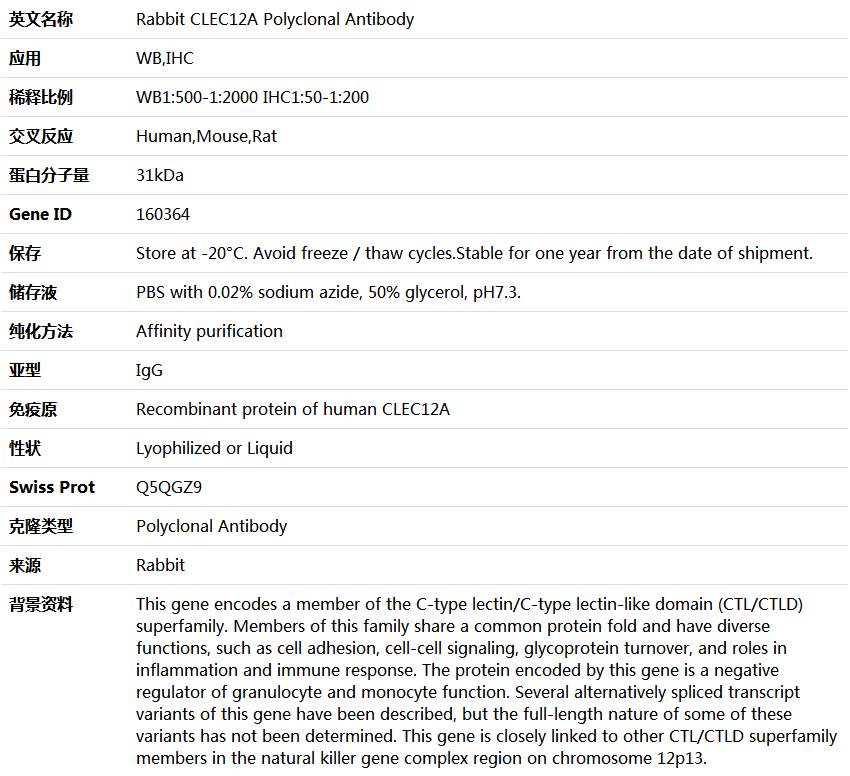 CLEC12A Antibody,索莱宝,K004389P-50ul