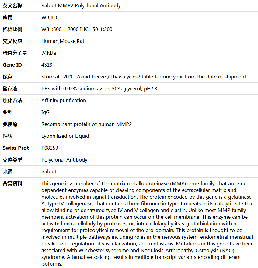 MMP2 Antibody,索莱宝,K004386P-30ul