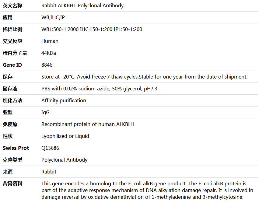 ALKBH1 Antibody,索莱宝,K004381P-100ul