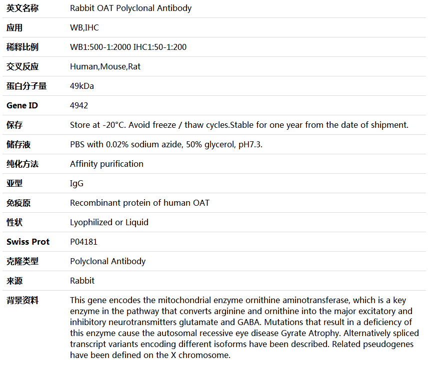 OAT Antibody,索莱宝,K004379P-100ul