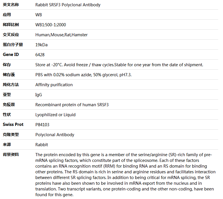 SRSF3 Antibody,索莱宝,K004325P-100ul
