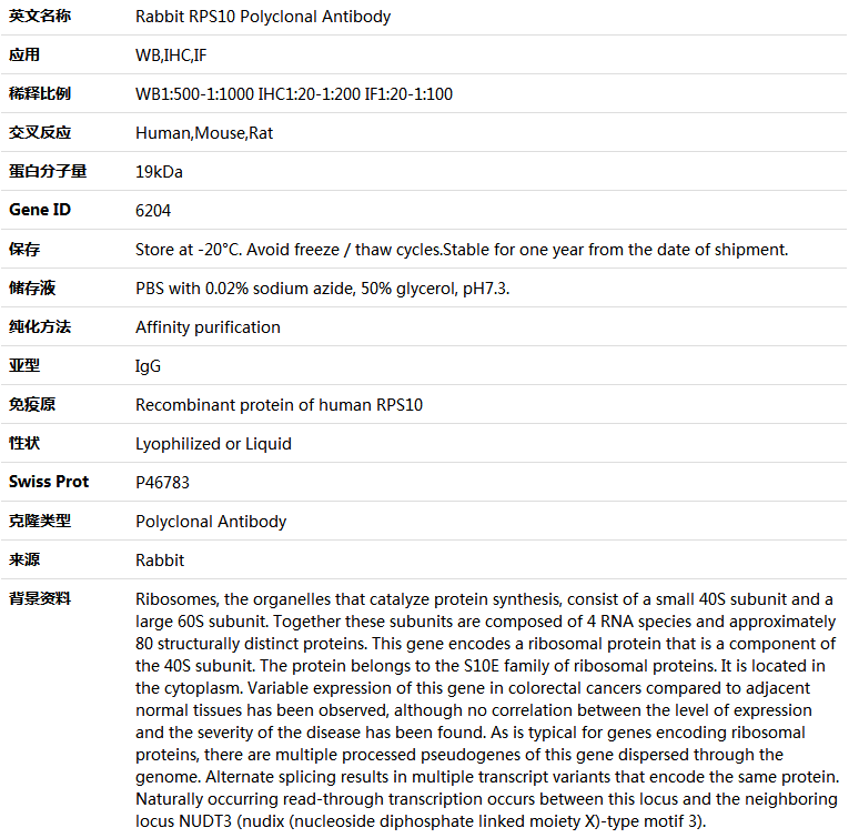 RPS10 Antibody,索莱宝,K004323P-50ul