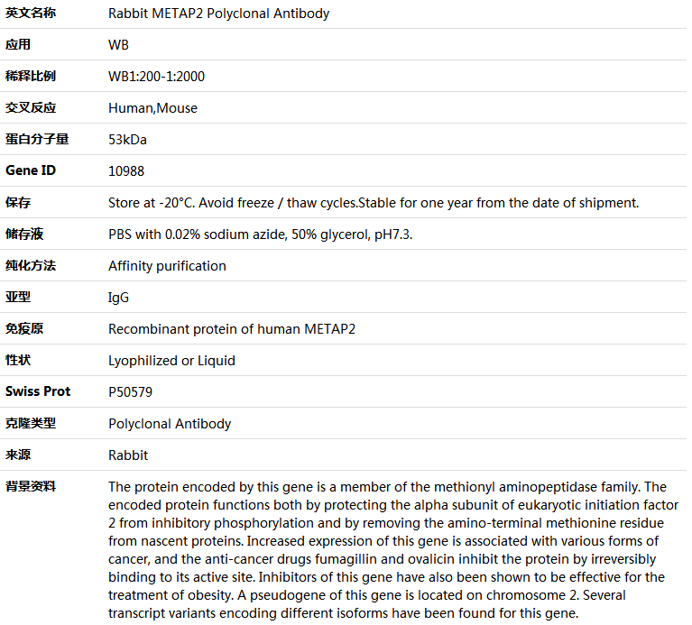 METAP2 Antibody,索莱宝,K004310P-50ul