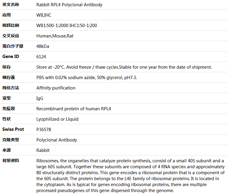 RPL4 Antibody,索莱宝,K004283P-50ul