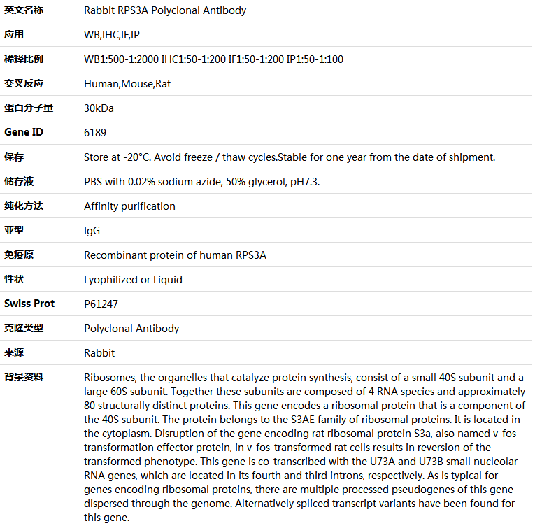 RPS3A Antibody,索莱宝,K004282P-50ul