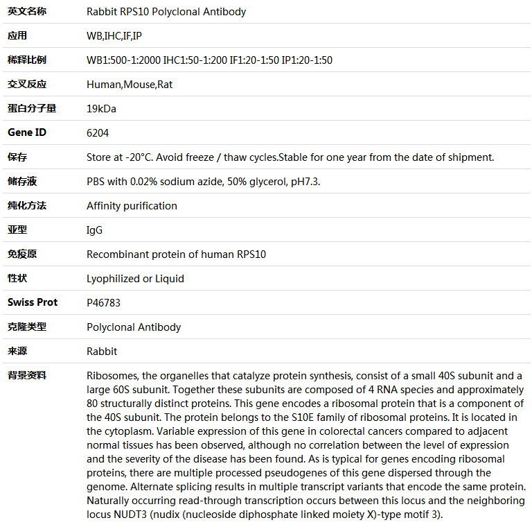 RPS10 Antibody,索莱宝,K004278P-50ul