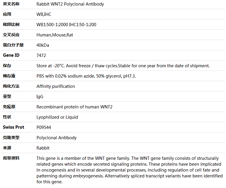 WNT2 Antibody,索莱宝,K004268P-50ul