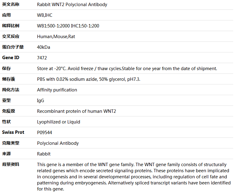 WNT2 Antibody,索莱宝,K004268P-100ul