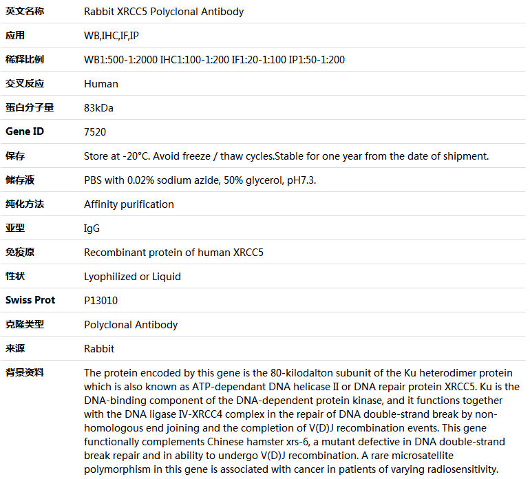 XRCC5 Antibody,索莱宝,K004266P-50ul