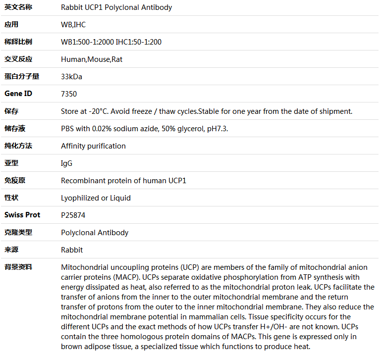 UCP1 Antibody,索莱宝,K004261P-50ul