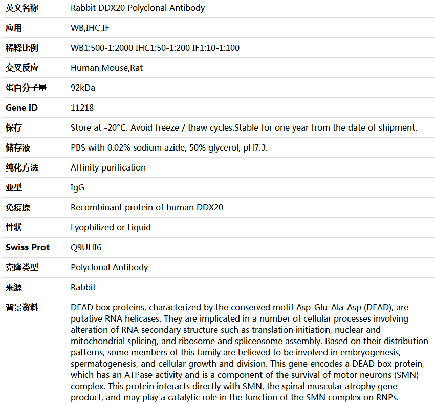 DDX20 Antibody,索莱宝,K004230P-50ul