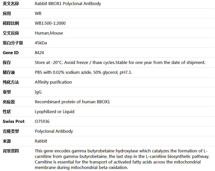 BBOX1 Antibody,索莱宝,K004226P-100ul