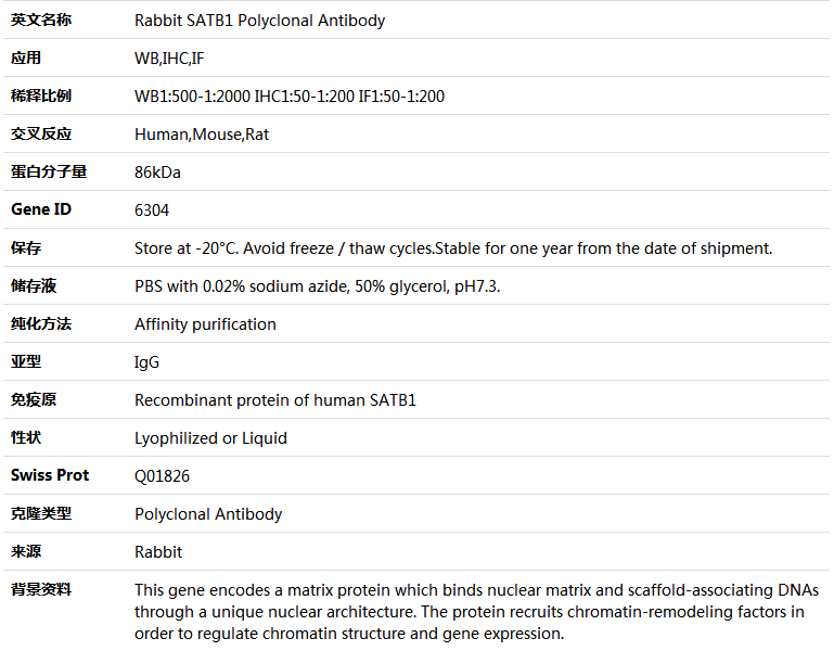 SATB1 Antibody,索莱宝,K004220P-100ul