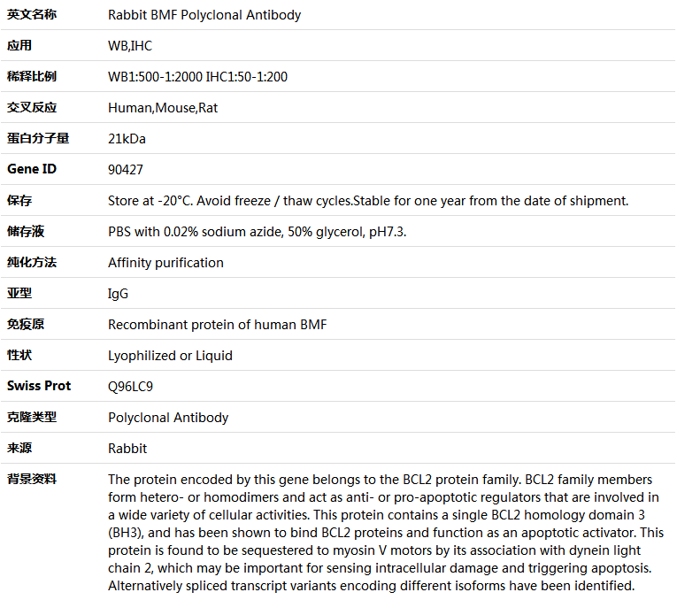 BMF Antibody,索莱宝,K004216P-50ul