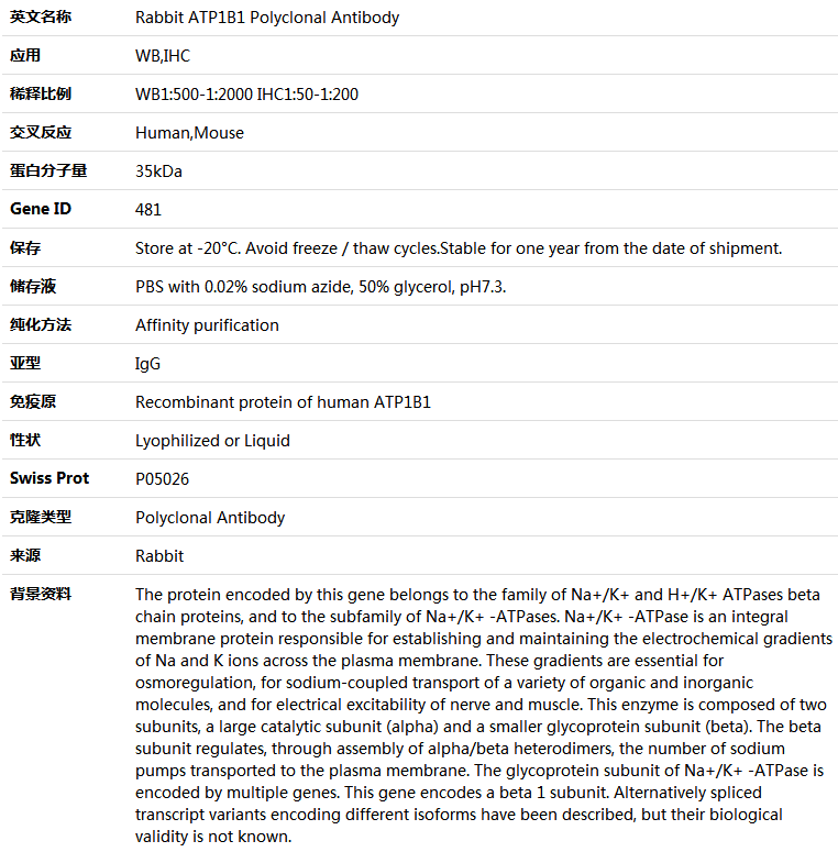 ATP1B1 Antibody,索莱宝,K004215P-50ul