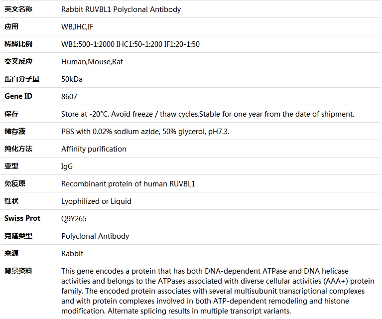 RUVBL1 Antibody,索莱宝,K004162P-100ul
