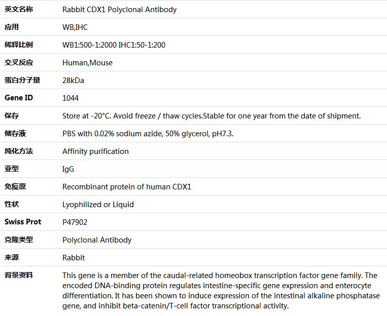 CDX1 Antibody,索莱宝,K004154P-100ul