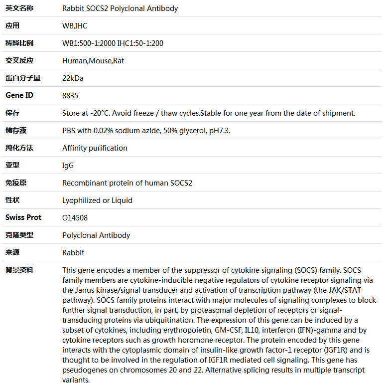 SOCS2 Antibody,索莱宝,K004148P-100ul