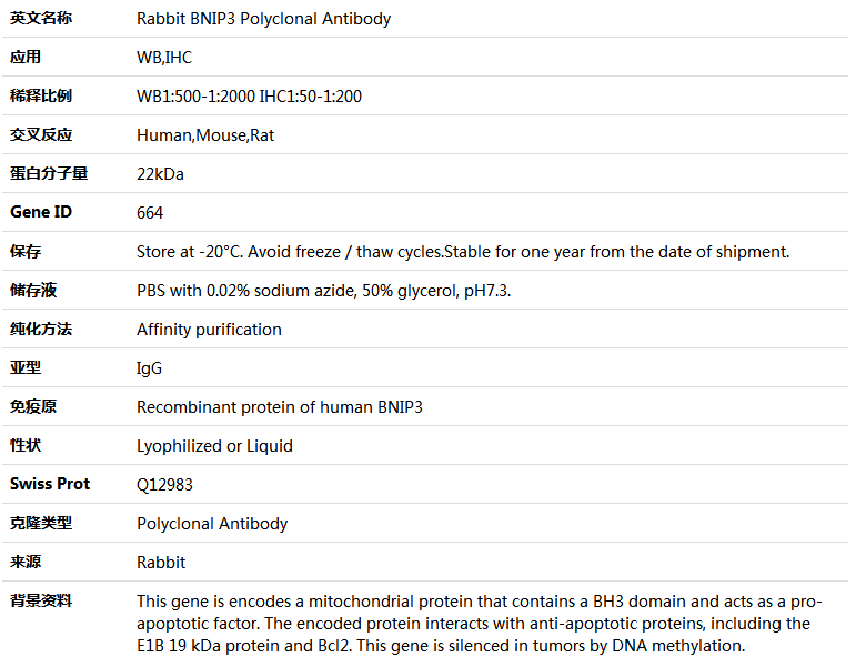 BNIP3 Antibody,索莱宝,K004134P-50ul