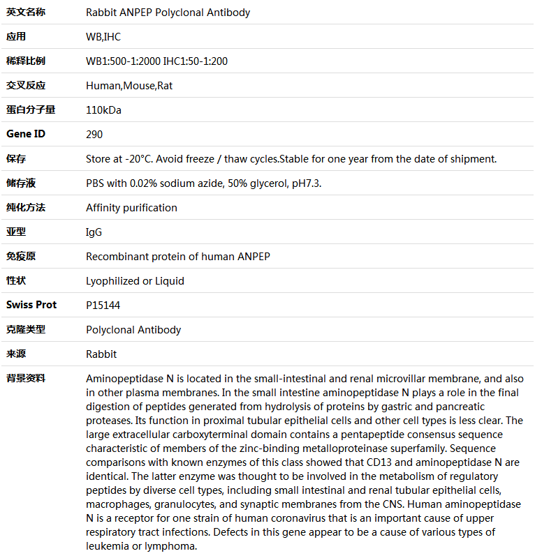 ANPEP Antibody,索莱宝,K004116P-50ul