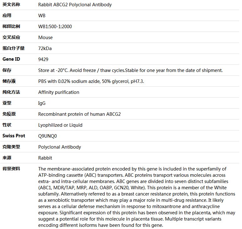 ABCG2 Antibody,索莱宝,K004115P-100ul