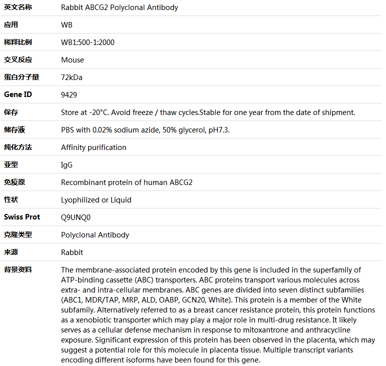 ABCG2 Antibody,索莱宝,K004115P-50ul