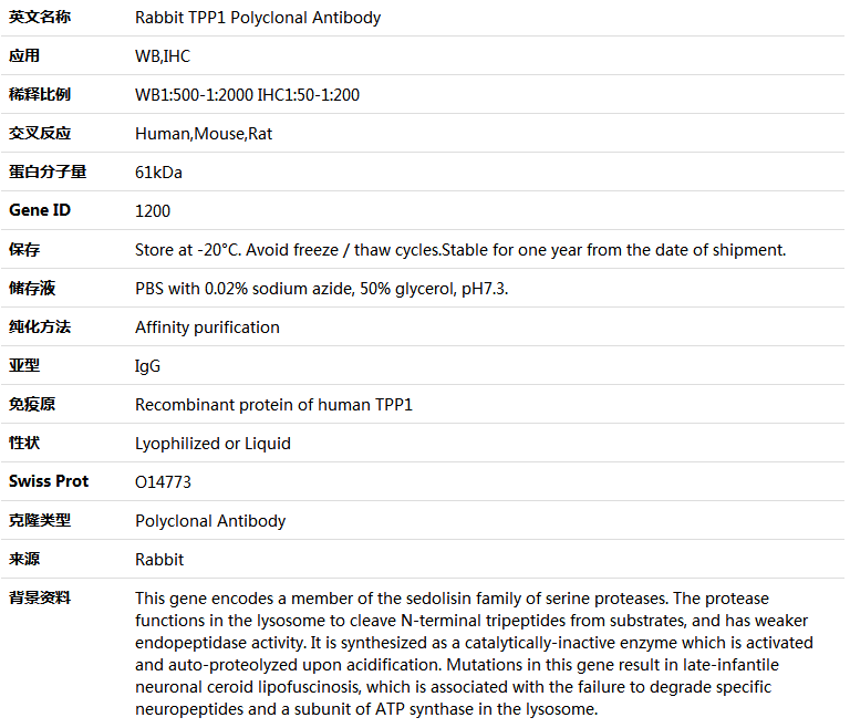 TPP1 Antibody,索莱宝,K004092P-100ul