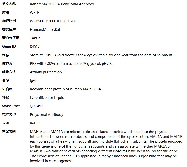 MAP1LC3A Antibody,索莱宝,K004085P-30ul