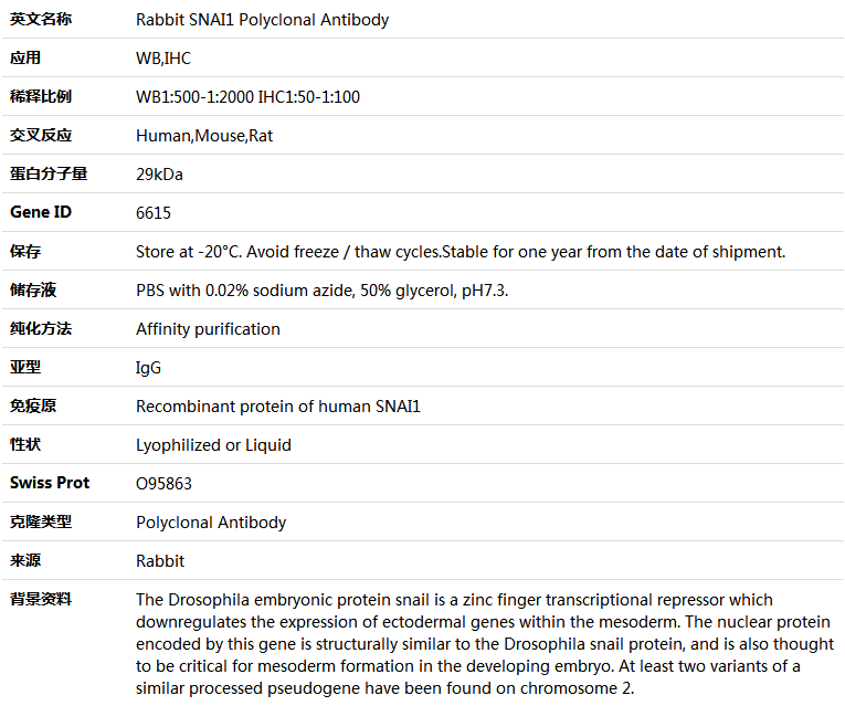 SNAI1 Antibody,索莱宝,K004050P-50ul