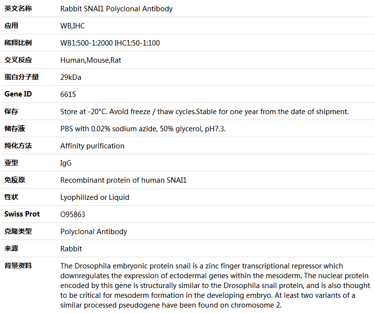 SNAI1 Antibody,索莱宝,K004050P-100ul