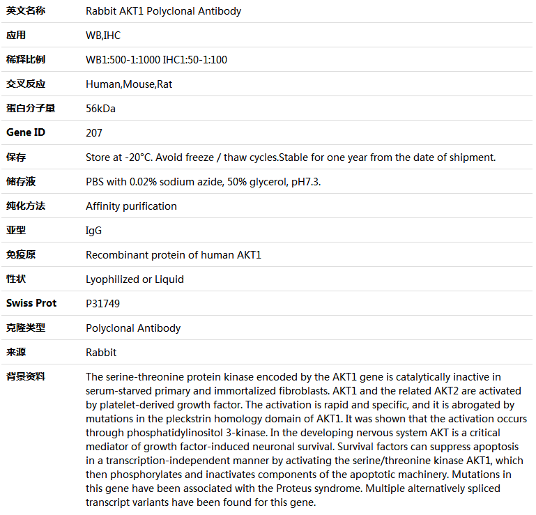 AKT1 Antibody,索莱宝,K004047P-100ul