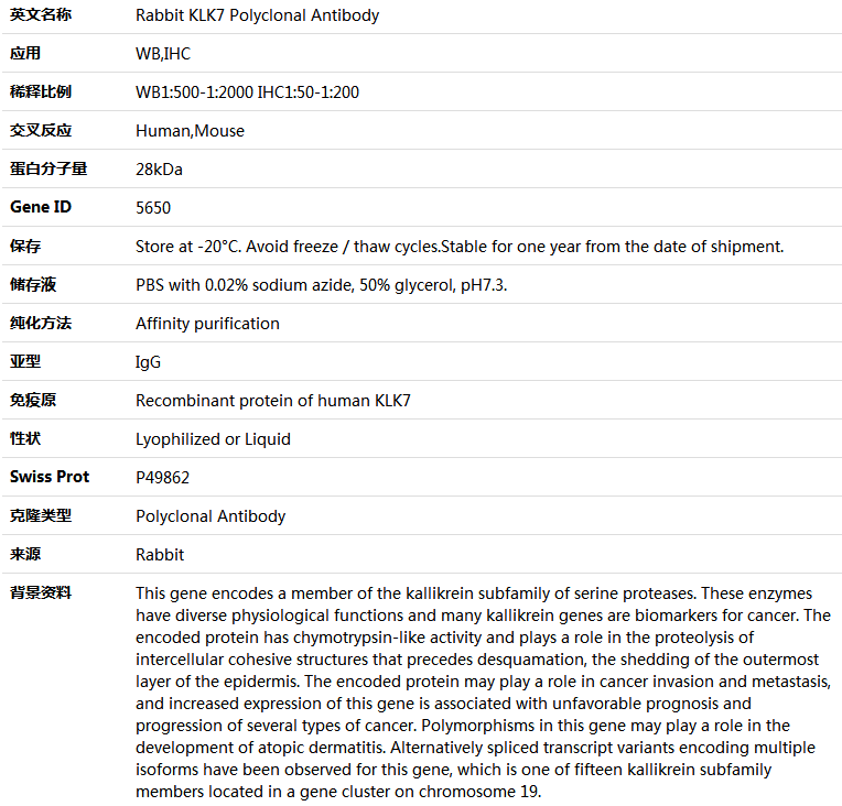 KLK7 Antibody,索莱宝,K004044P-100ul