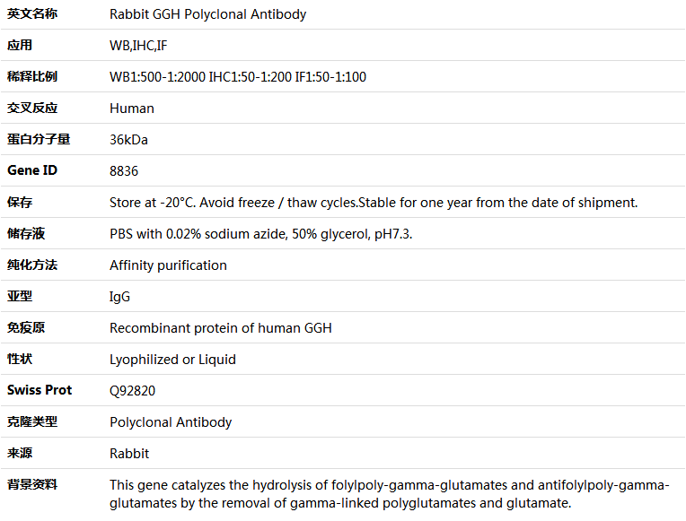 GGH Antibody,索莱宝,K004013P-50ul