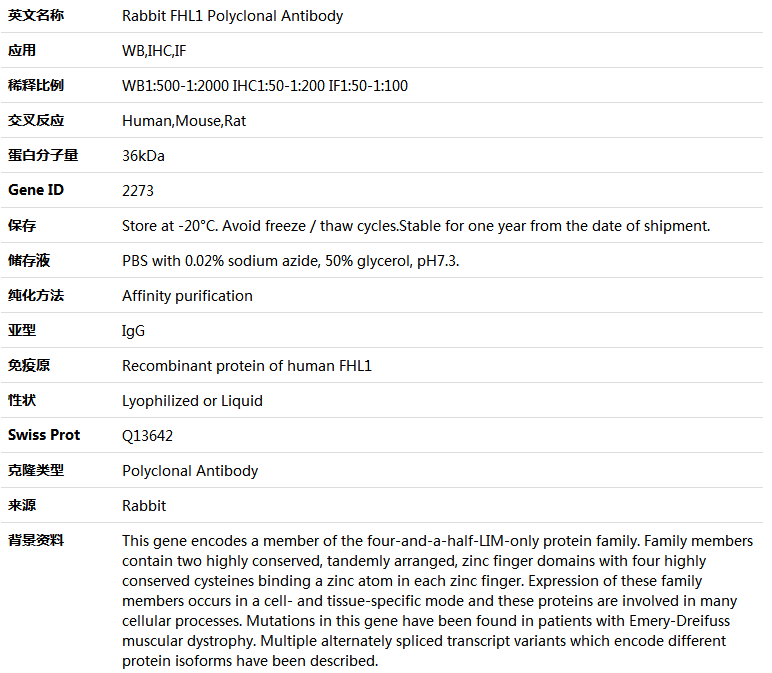 FHL1 Antibody,索莱宝,K004009P-100ul