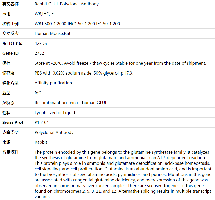 GLUL Antibody,索莱宝,K003993P-50ul