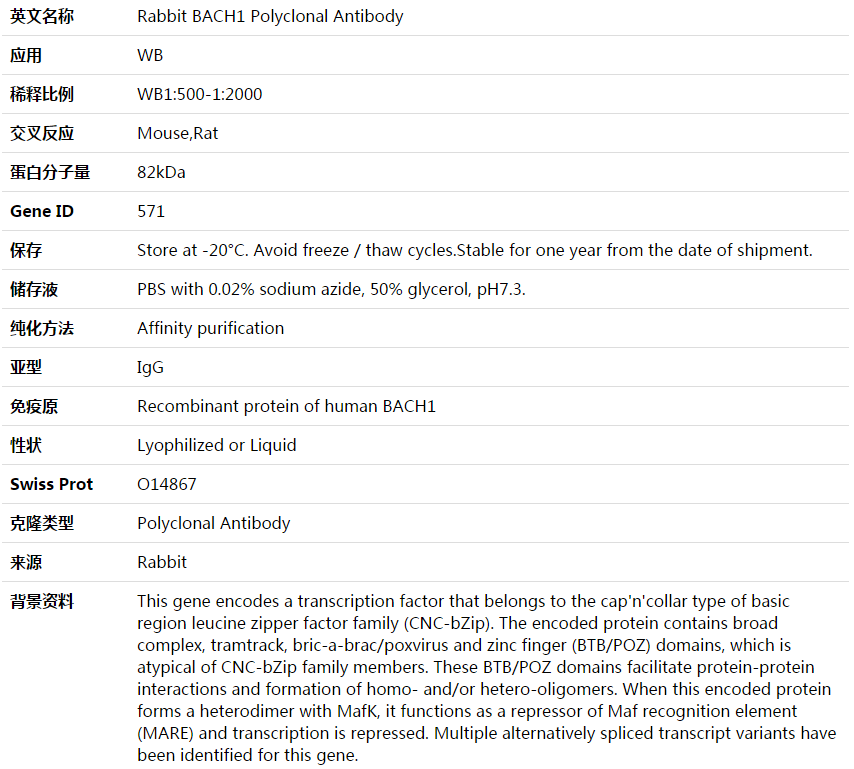 BACH1 Antibody,索莱宝,K003966P-50ul