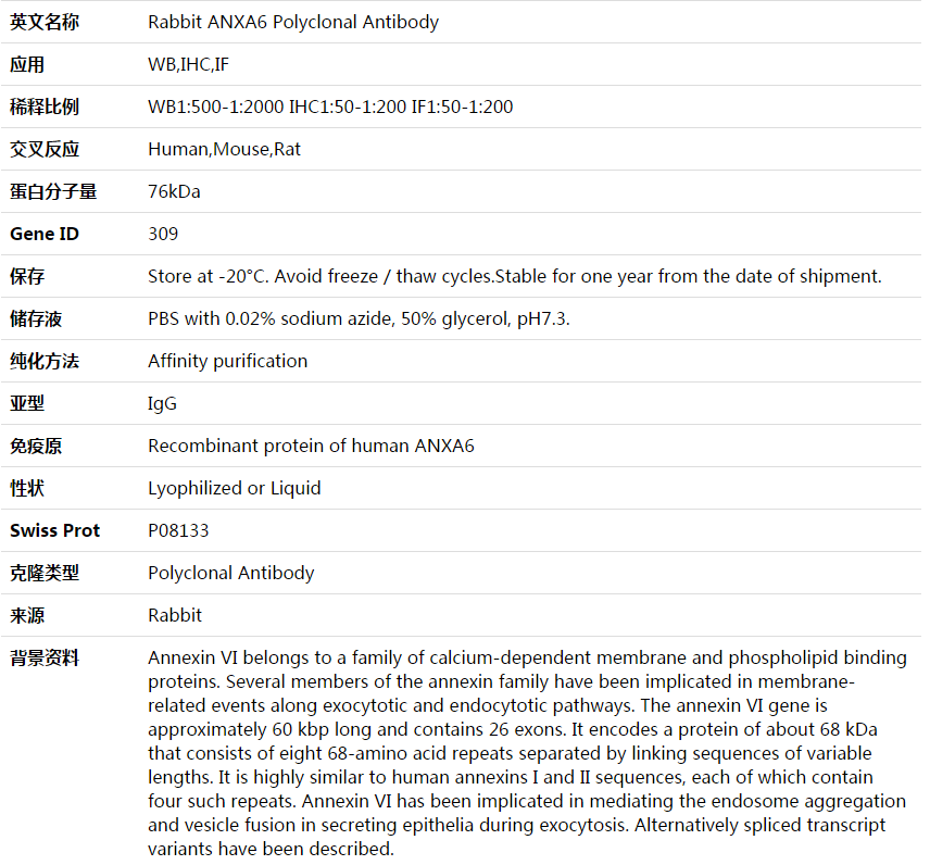 ANXA6 Antibody,索莱宝,K003964P-100ul