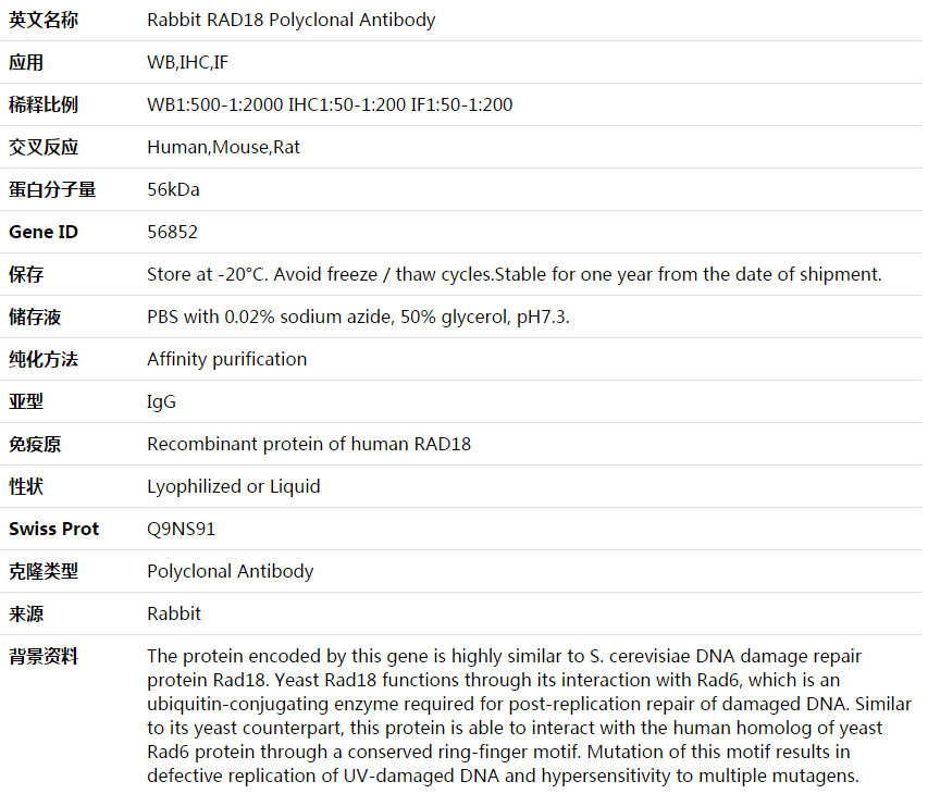 RAD18 Antibody,索莱宝,K003956P-50ul