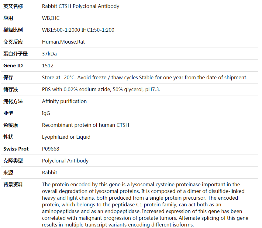 CTSH Antibody,索莱宝,K003946P-50ul