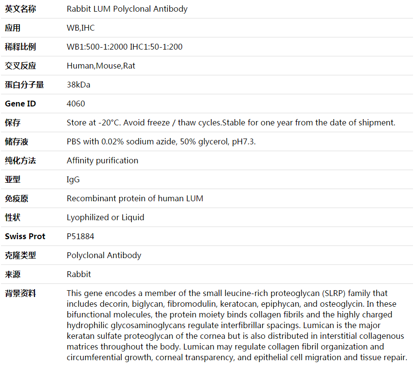 LUM Antibody,索莱宝,K003931P-100ul