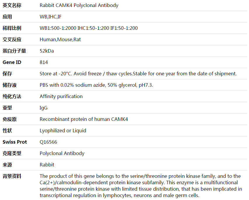 CAMK4 Antibody,索莱宝,K003898P-50ul