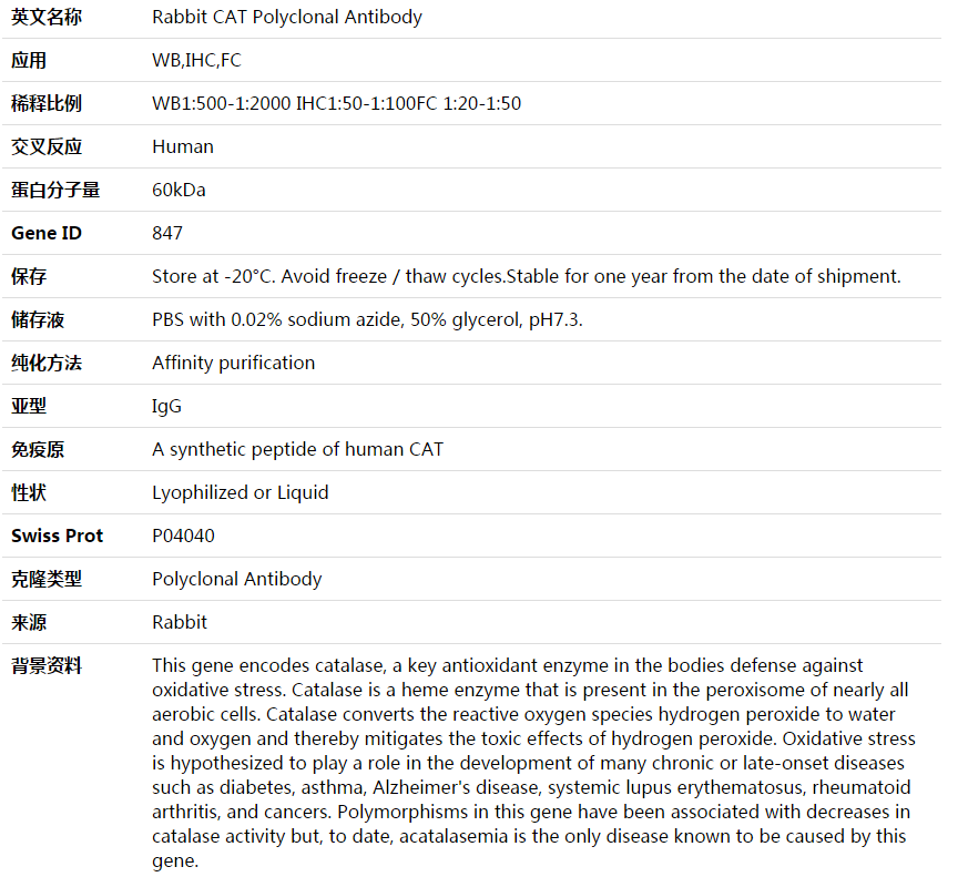 CAT Antibody,索莱宝,K003885P-100ul